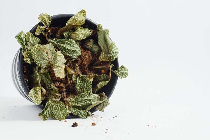 lawn care irrigation system