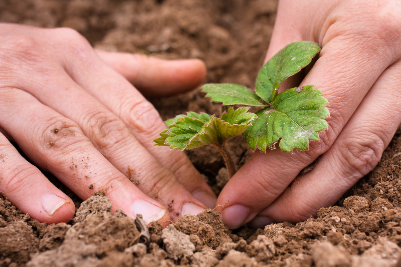 lawn care landscape design